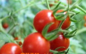 野番茄的功效与作用 野番茄的吃法