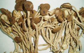 茶树菇的功效与作用 茶树菇的饮食禁忌