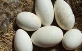 鹅蛋不能和什么一起吃 鹅蛋的吃法禁忌