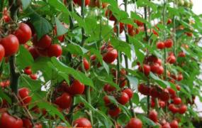 番茄如何养殖 番茄的种植方法