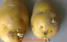 发芽的土豆怎么处理 吃了发芽土豆怎么解毒