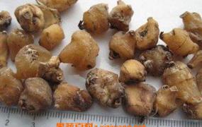 山慈菇的功效与作用 山慈菇食用方法