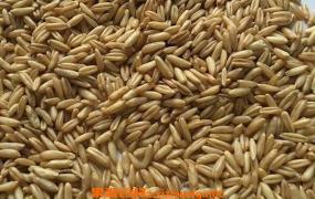 野燕麦的功效与作用 野燕麦能补肾吗