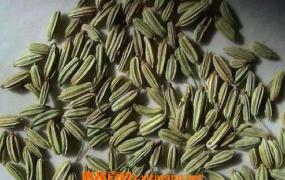 小茴香籽怎么使用 小茴香籽的食用方法