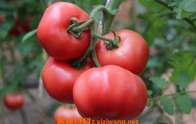 番茄籽的功效与作用 吃番茄籽的好处