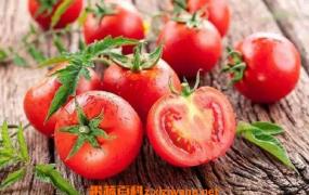 西红柿酵素的功效和作用 吃西红柿酵素的好处