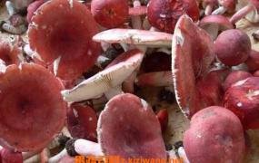 红菌菇的功效与作用 红菌菇的药用价值