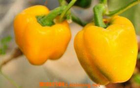 黄青椒的功效与作用 吃黄青椒的好处