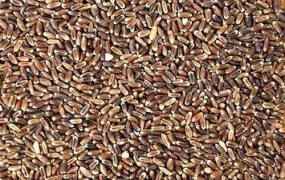 黑麦面粉的功效与作用 吃黑麦面粉的好处