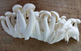 白玉菇的功效与作用 白玉菇的禁忌