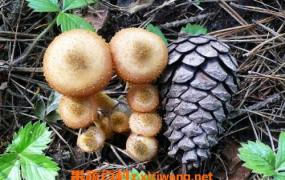 松菌菇的功效与作用 松菌菇怎么做好吃