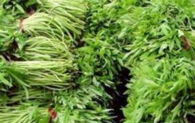 柳蒿芽的作用与功效及食用方法