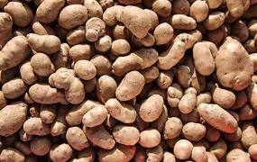 山药豆的功效与作用 山药豆怎么吃