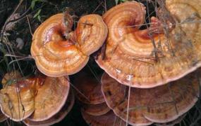 毛蜂窝菌的功效与作用 毛蜂窝菌可以天天吃吗
