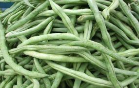 八月豆的功效与作用及食用方法