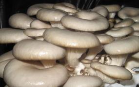 袖珍菇的功效与作用 袖珍菇怎么做好吃