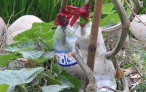 丝瓜藤水的功效与作用 丝瓜藤水的用法