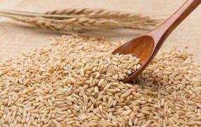 皮燕麦的功效与作用 吃皮燕麦的好处有哪些