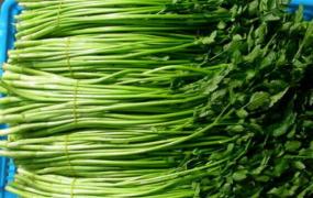 毒芹菜和野芹菜的区别 野芹菜的功效与作用