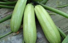 怎么区分笋瓜和西葫芦 笋瓜怎么吃