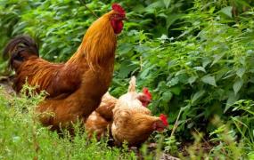 公鸡和母鸡的区别 公鸡和母鸡哪个更有营养