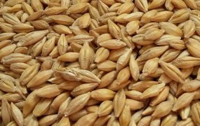 大麦的功效与作用 吃大麦的好处