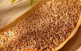 燕麦米怎么吃 燕麦米的食用方法教程