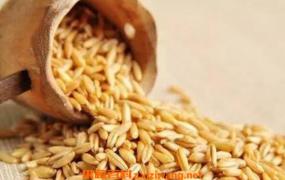 裸燕麦怎么吃 裸燕麦的食用方法