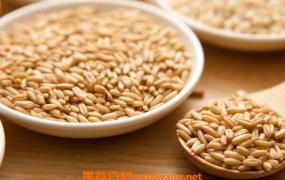 胚芽米的功效与作用 吃胚芽米的好处