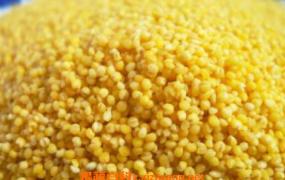 小黄米的功效与作用 吃小黄米有什么好处