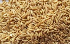 燕麦米的功效与作用 燕麦米的禁忌