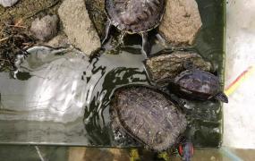红耳龟,家养大型红耳龟如何管理？