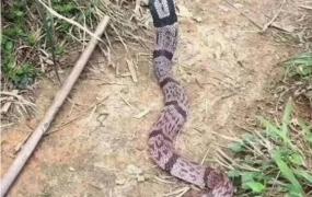 无毒蛇,无毒蛇是怎么捕获猎物的？