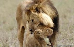 大狮子,为什么大狮子要吃小狮子？