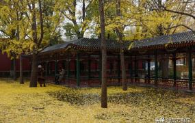 东方视觉,京城细雨润秋叶  满地“黄金”入画来