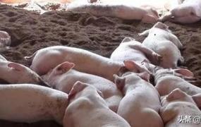 发酵床制作方法,发酵床菌种的成本大吗，怎样制作养猪发酵床的？