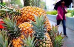 台湾菠萝来新加坡,台湾把菠萝卖给澳大利亚？澳果商懵了：有新鲜的，凭啥冒险进口