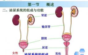 肾结石或尿道结石有什么症状？,尿结石和肾结石有什么区别
