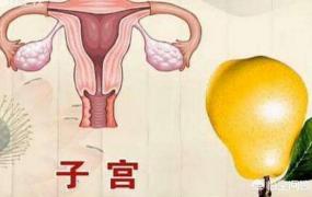 女性人体器官结构分图,女性子宫构造是什么样的？