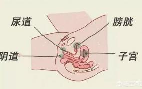 女性人体器官结构分图,10个女性有9个尿路感染的原因是什么？