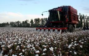 新疆棉花报道,新疆棉农种植的棉花，最近霸屏了，请问新疆棉花究竟有什么特点？
