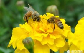 同仁堂蜂蜜事件,真正的蜂蜜有没有保质期？