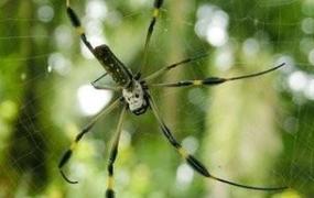 蜘蛛引丝疾上是什么意思,蜘蛛是如何在蛛网上行走的？