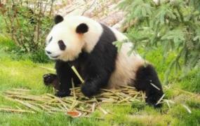 大熊猫生活在什么地方,大熊猫大部分居住在哪儿？