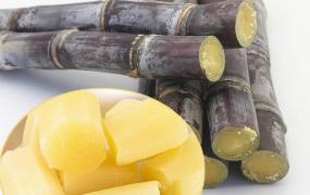 竹蔗和甘蔗的区别,甘蔗与竹子的亲缘关系如何？
