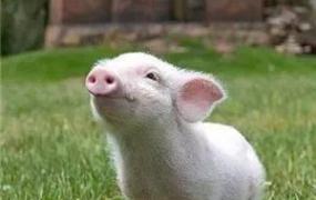 哈尔滨华达饲料价格,养猪目前保本价格是多少？