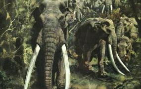 原始象,古代恐象、猛犸象、黄河象谁更强！——大象的起源与进化史