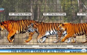 季学胜,史前北亚巨虎的体形很巨大吗？它与现今的东北虎又有什么关联呢？