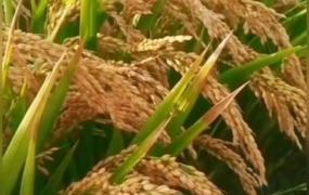 水稻亩产,水稻的产量潜力究竟有多大？