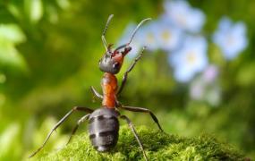 蚂蚁去找蚂蚁,蚂蚁是怎么把食物搬回家的